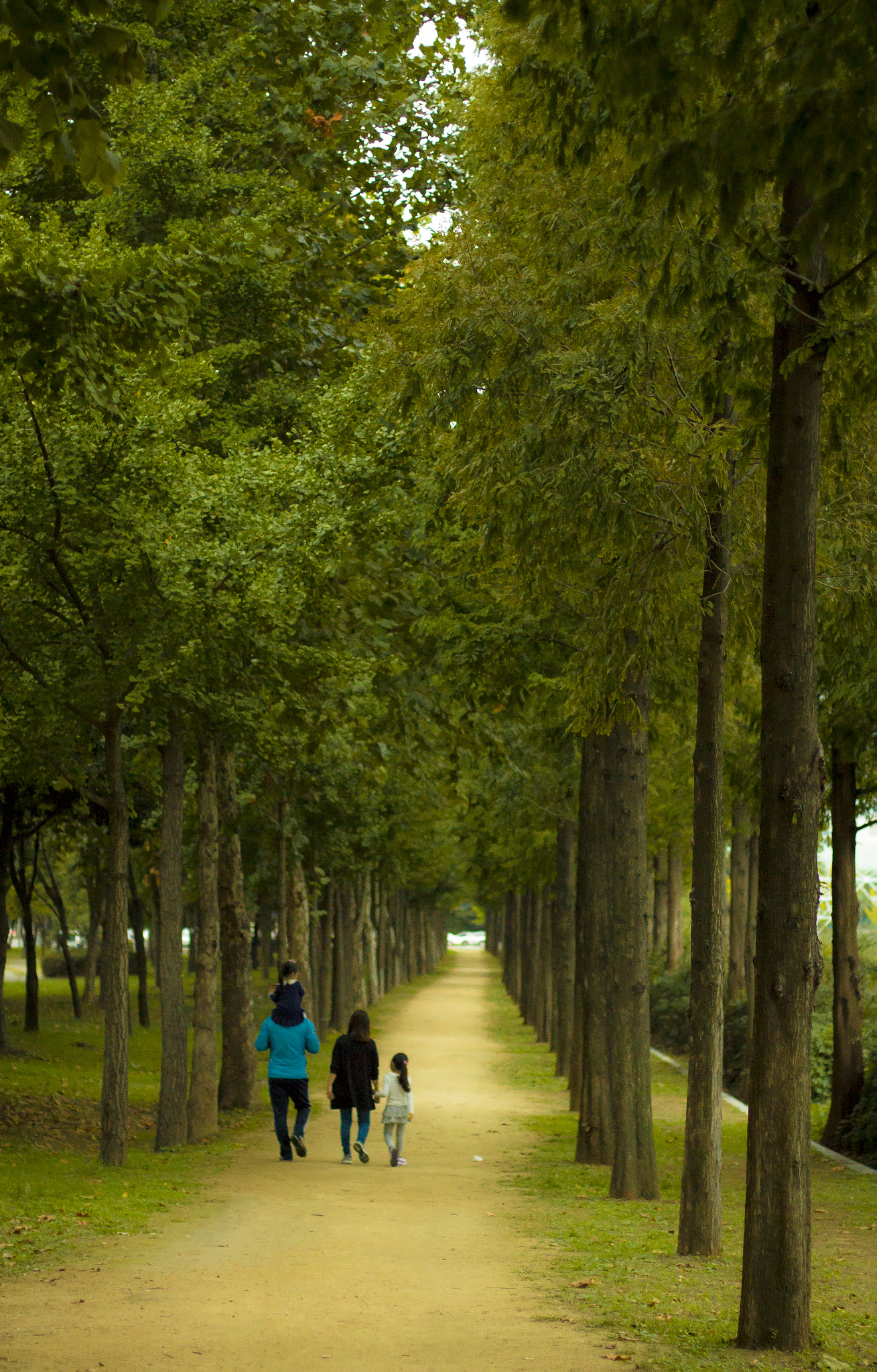 Canon EOS 650D (EOS Rebel T4i / EOS Kiss X6i) + Canon EF 50mm F1.4 USM sample photo. Family, the dawn redwood forest, daegu photography