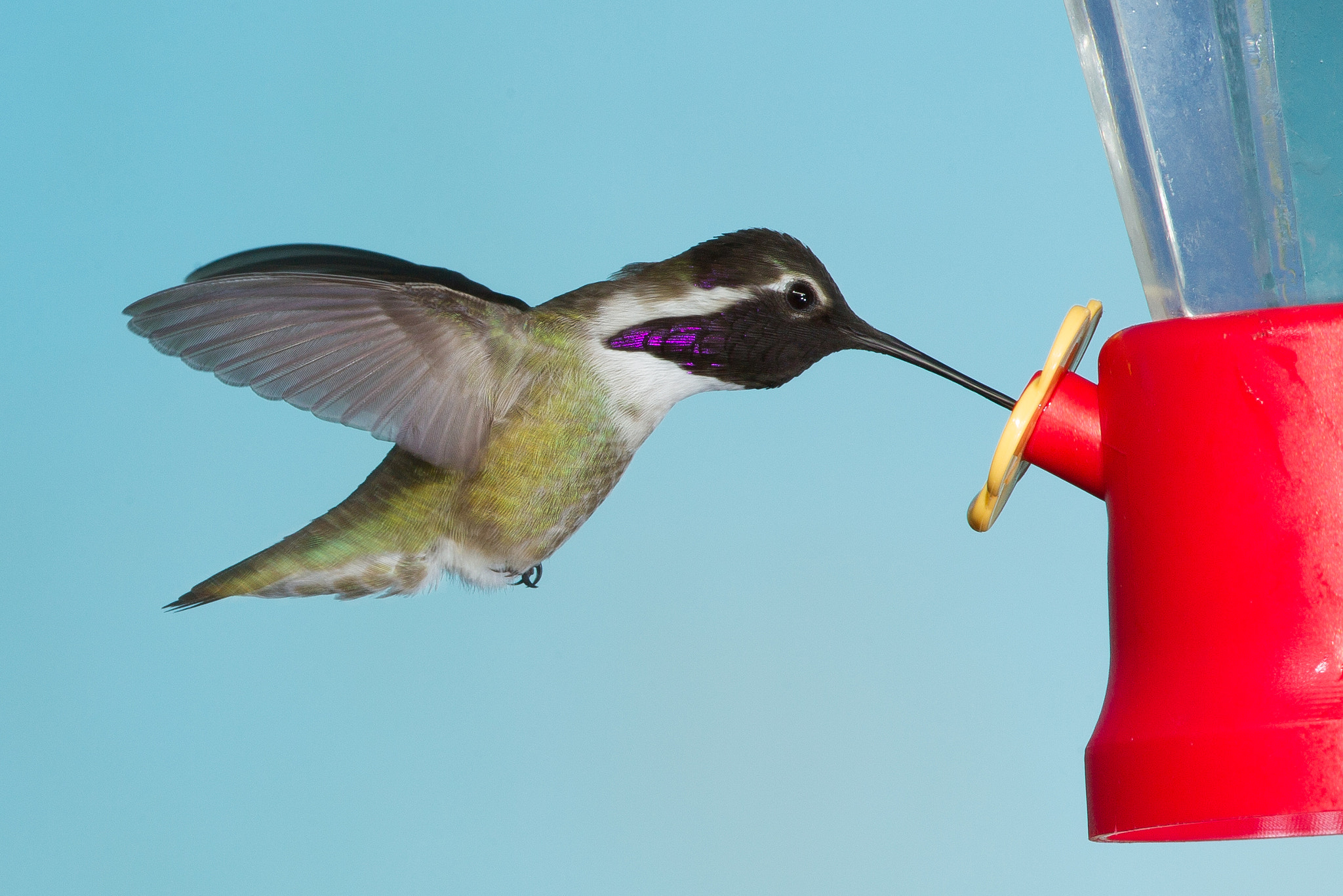 Canon EF 600mm f/4L IS sample photo. Costa's hummingbird photography
