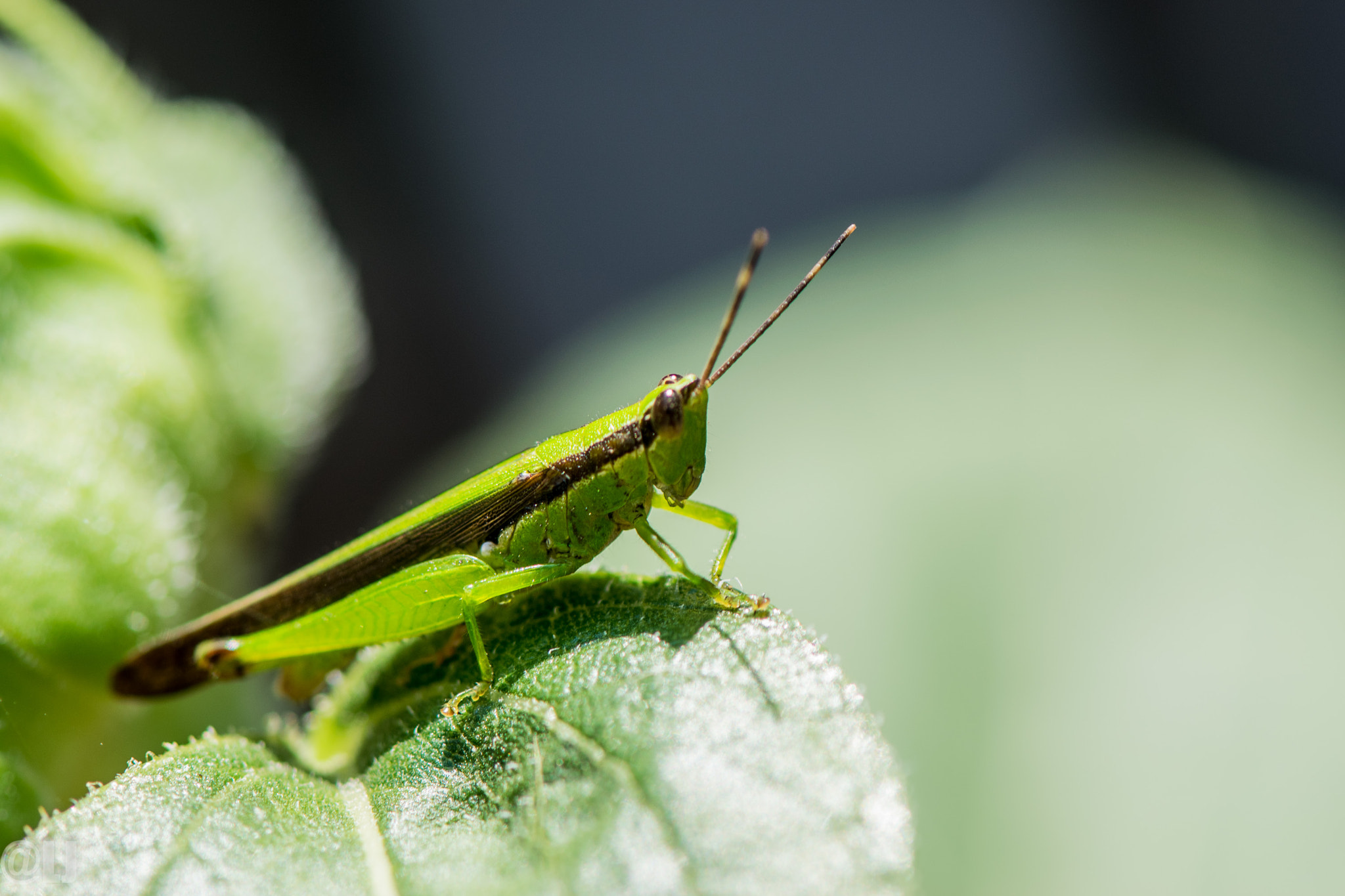 Nikon AF-S Micro-Nikkor 105mm F2.8G IF-ED VR sample photo. Grass hopper photography