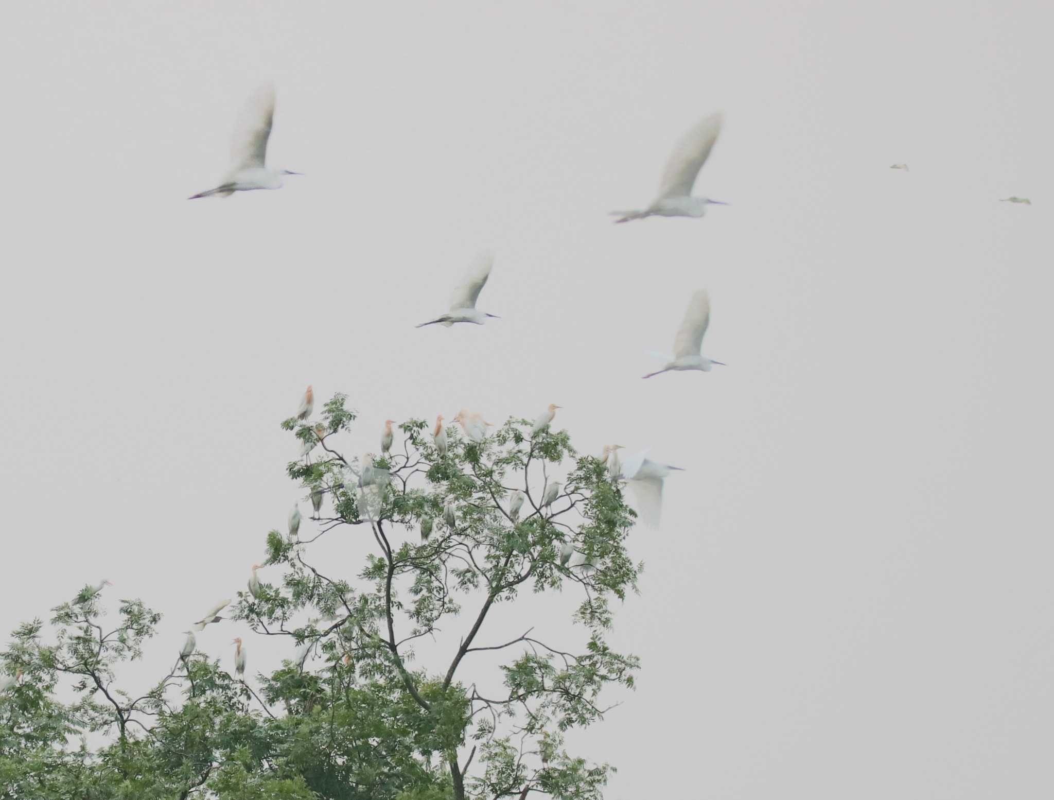 Tamron SP 150-600mm F5-6.3 Di VC USD sample photo. Leaving nest photography