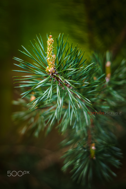 Sony a6000 + Minolta AF 50mm F1.7 sample photo. Pine bud photography