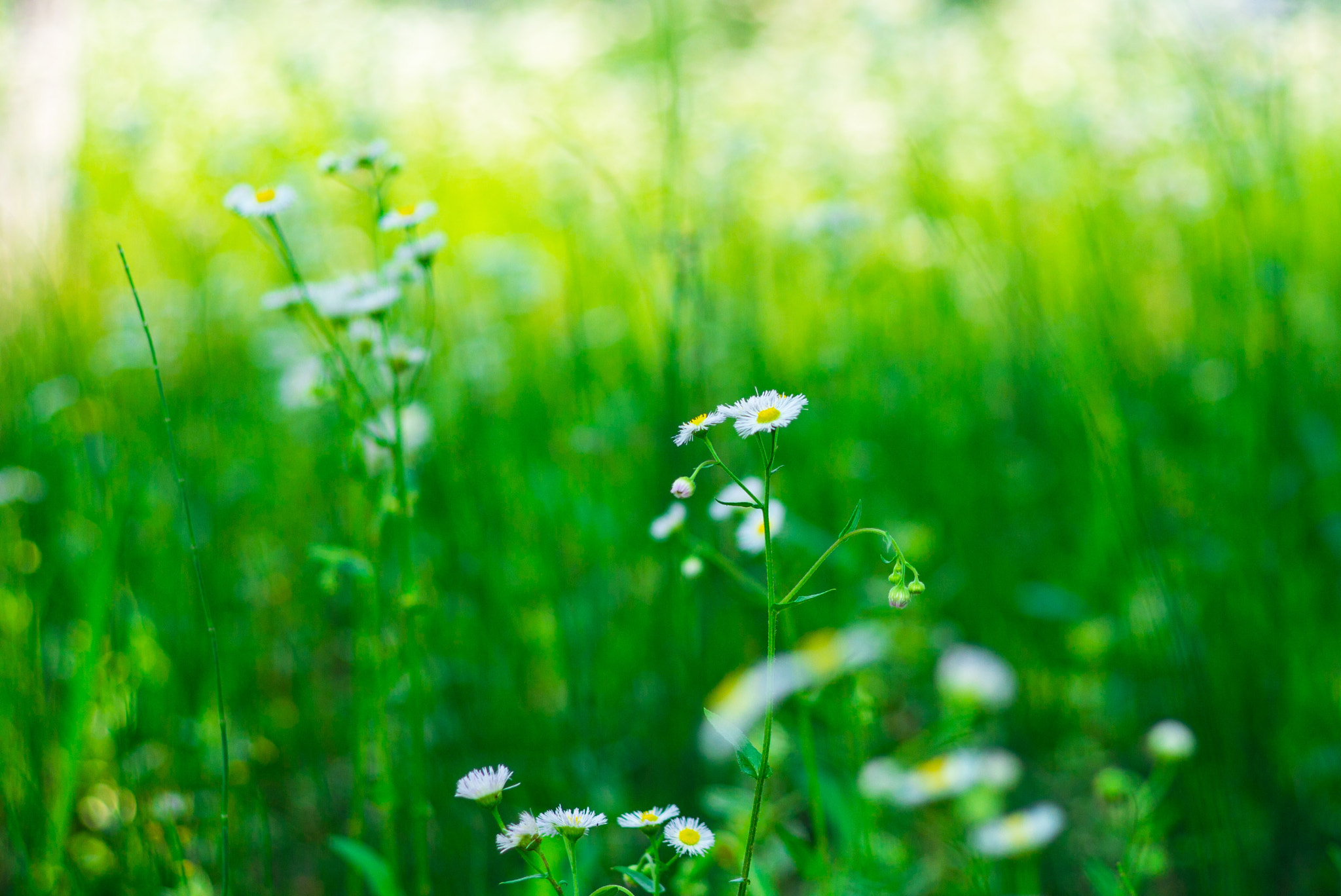 Leica Summarit-M 50mm F2.4 sample photo