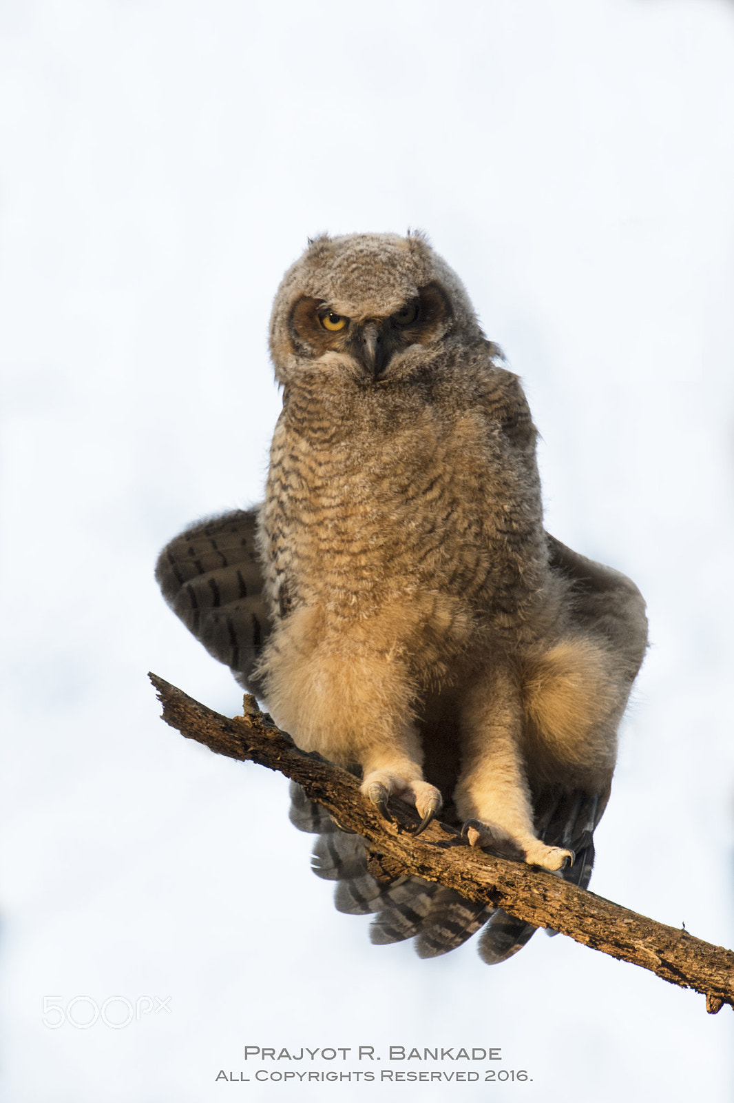 Nikon D7200 + Nikon AF-S Nikkor 500mm F4G ED VR sample photo. Great horned owlet photography