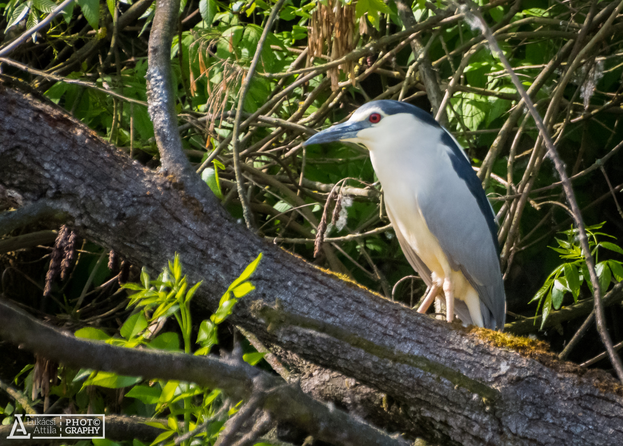 Olympus Zuiko Digital ED 70-300mm F4.0-5.6 sample photo. Where is my breakfast? photography
