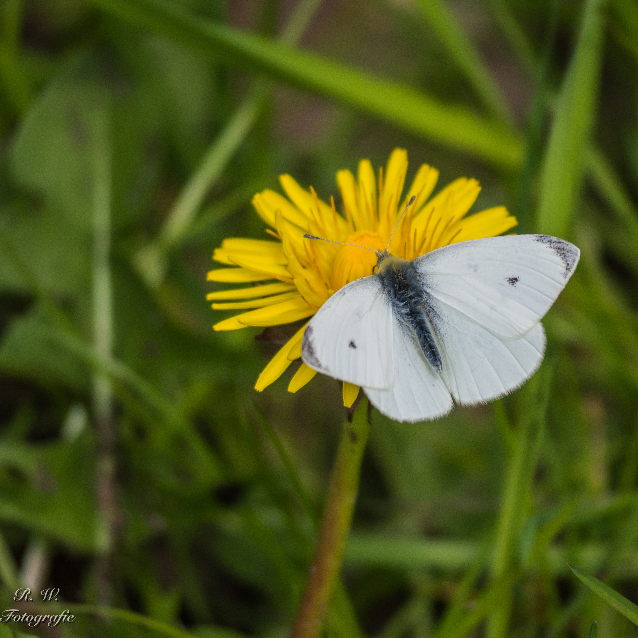 Panasonic Lumix DMC-GH3 sample photo. Schmetterling photography
