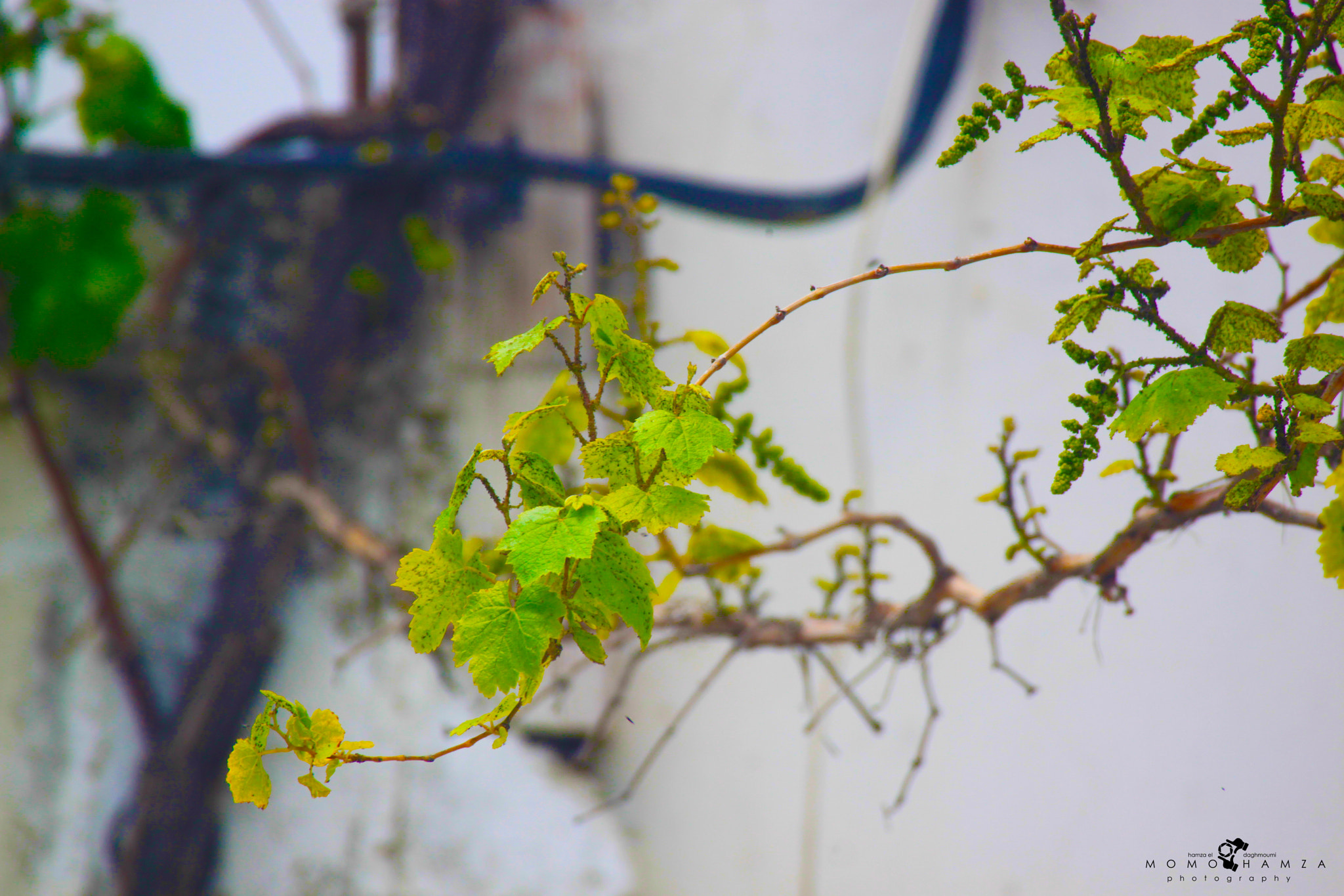 Canon EF 100-300mm f/5.6 sample photo