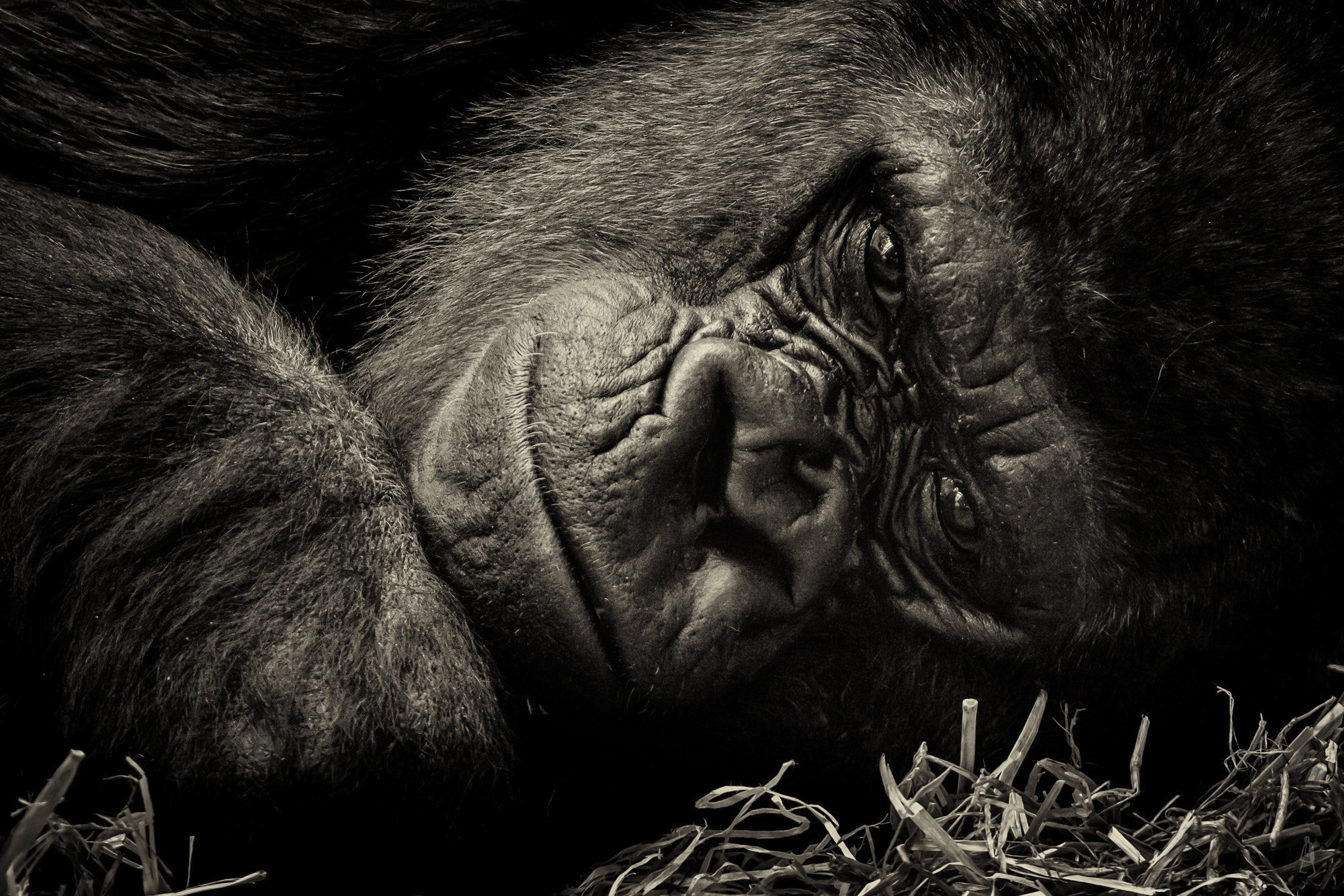 XF100-400mmF4.5-5.6 R LM OIS WR + 1.4x sample photo. Gorilla eye to eye photography