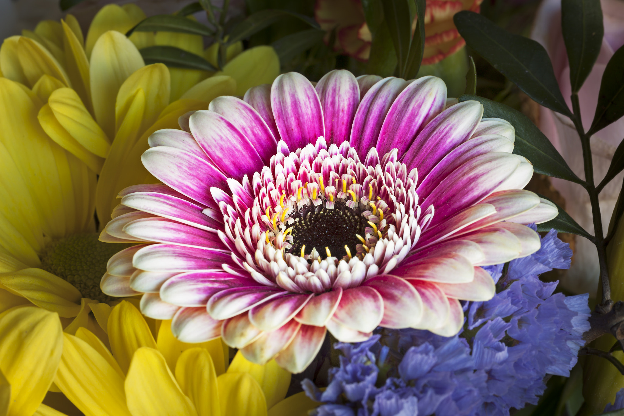 Canon EF-S 60mm F2.8 Macro USM sample photo. Editar photography