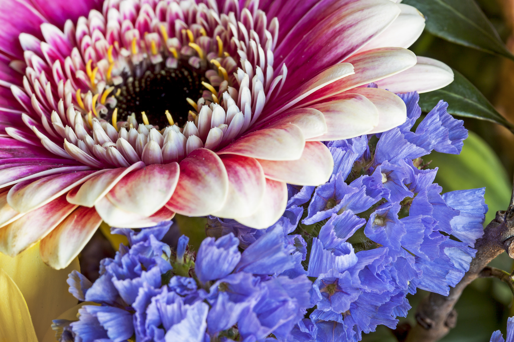 Canon EF-S 60mm F2.8 Macro USM sample photo. Editar photography