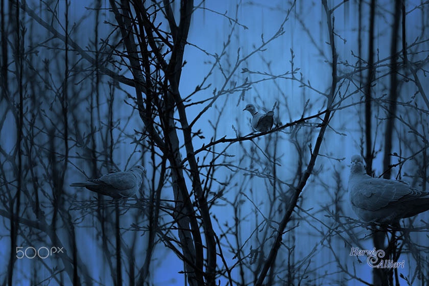Sigma 150-600mm F5-6.3 DG OS HSM | S sample photo. Imageha e photography