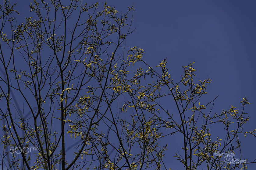 Sigma 150-600mm F5-6.3 DG OS HSM | S sample photo. Imageha e photography