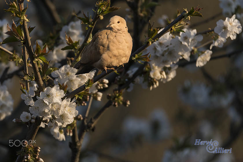 Sigma 150-600mm F5-6.3 DG OS HSM | S sample photo. Imageha e photography