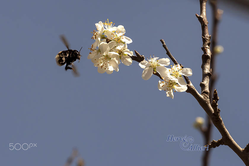 Sigma 150-600mm F5-6.3 DG OS HSM | S sample photo. Imageha e photography