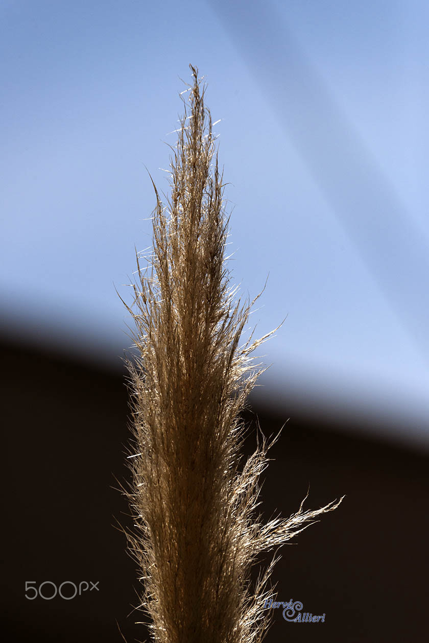 Sigma 150-600mm F5-6.3 DG OS HSM | S sample photo. Imageha e photography