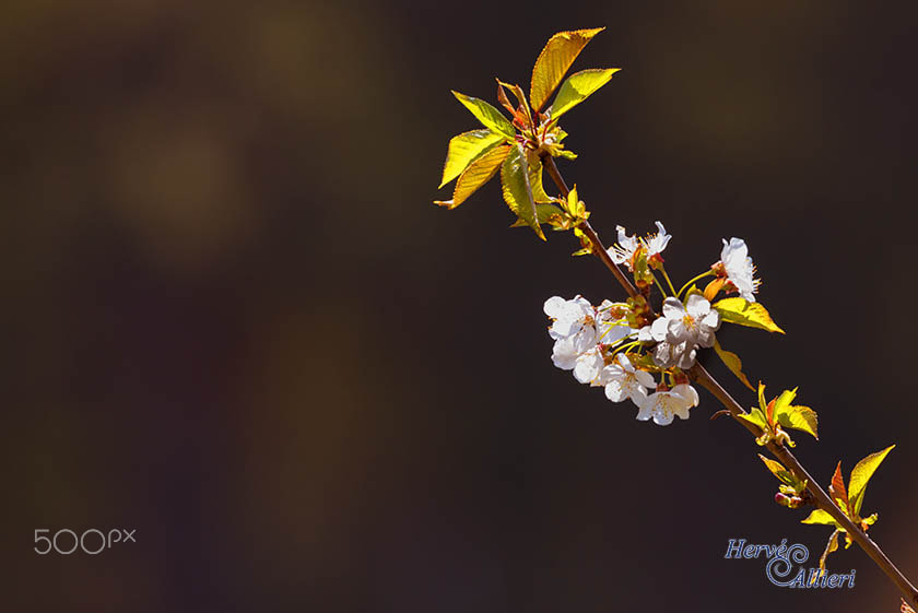 Sigma 150-600mm F5-6.3 DG OS HSM | S sample photo. Imageha e photography