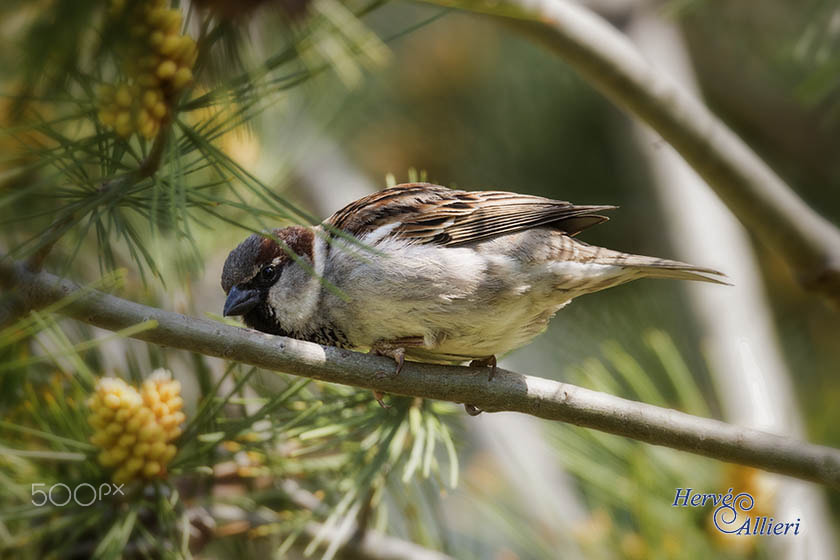 Sigma 150-600mm F5-6.3 DG OS HSM | S sample photo. Imageha e photography