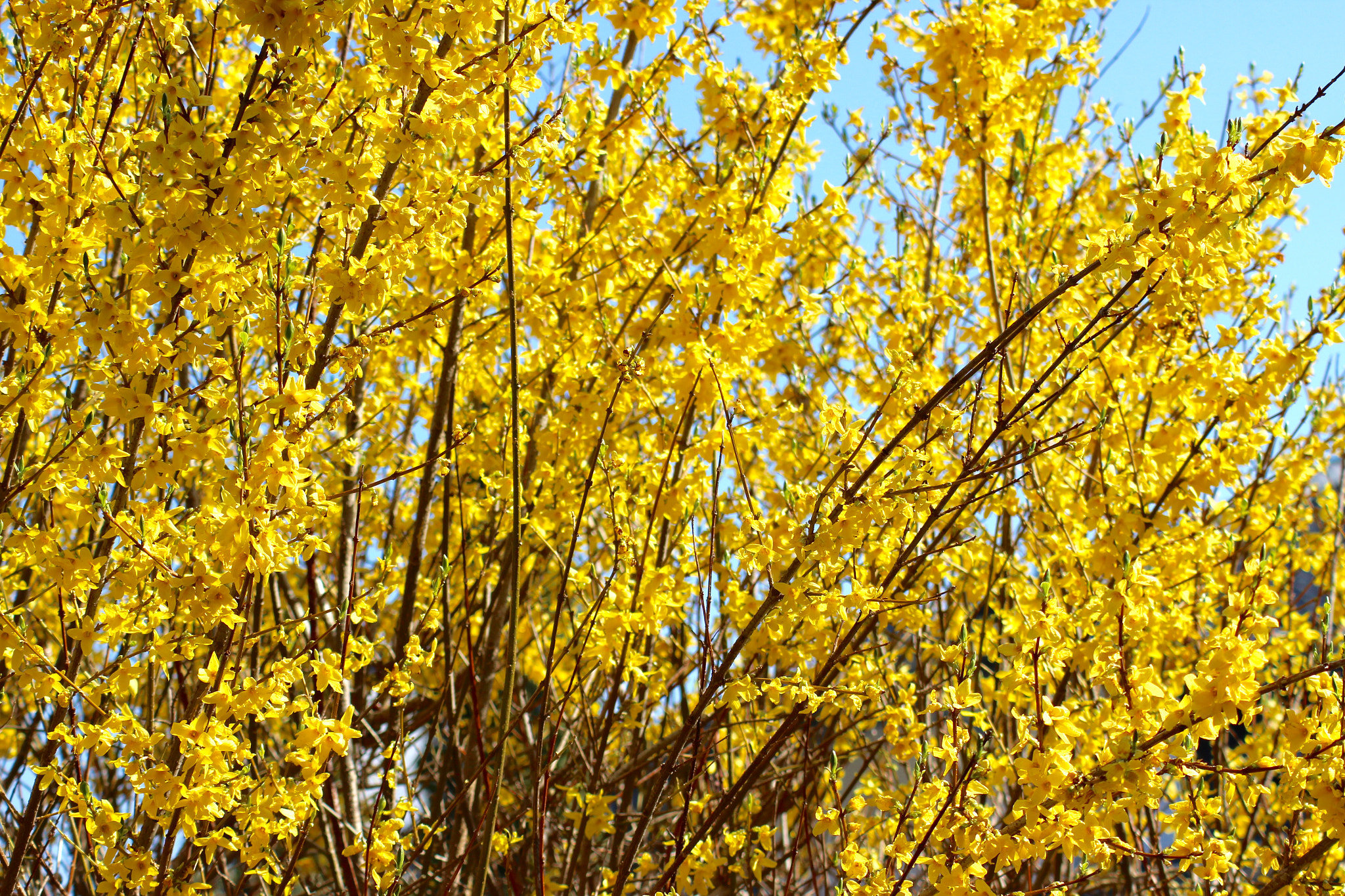 Canon EOS 600D (Rebel EOS T3i / EOS Kiss X5) + Canon 70-300mm sample photo. Sommer photography
