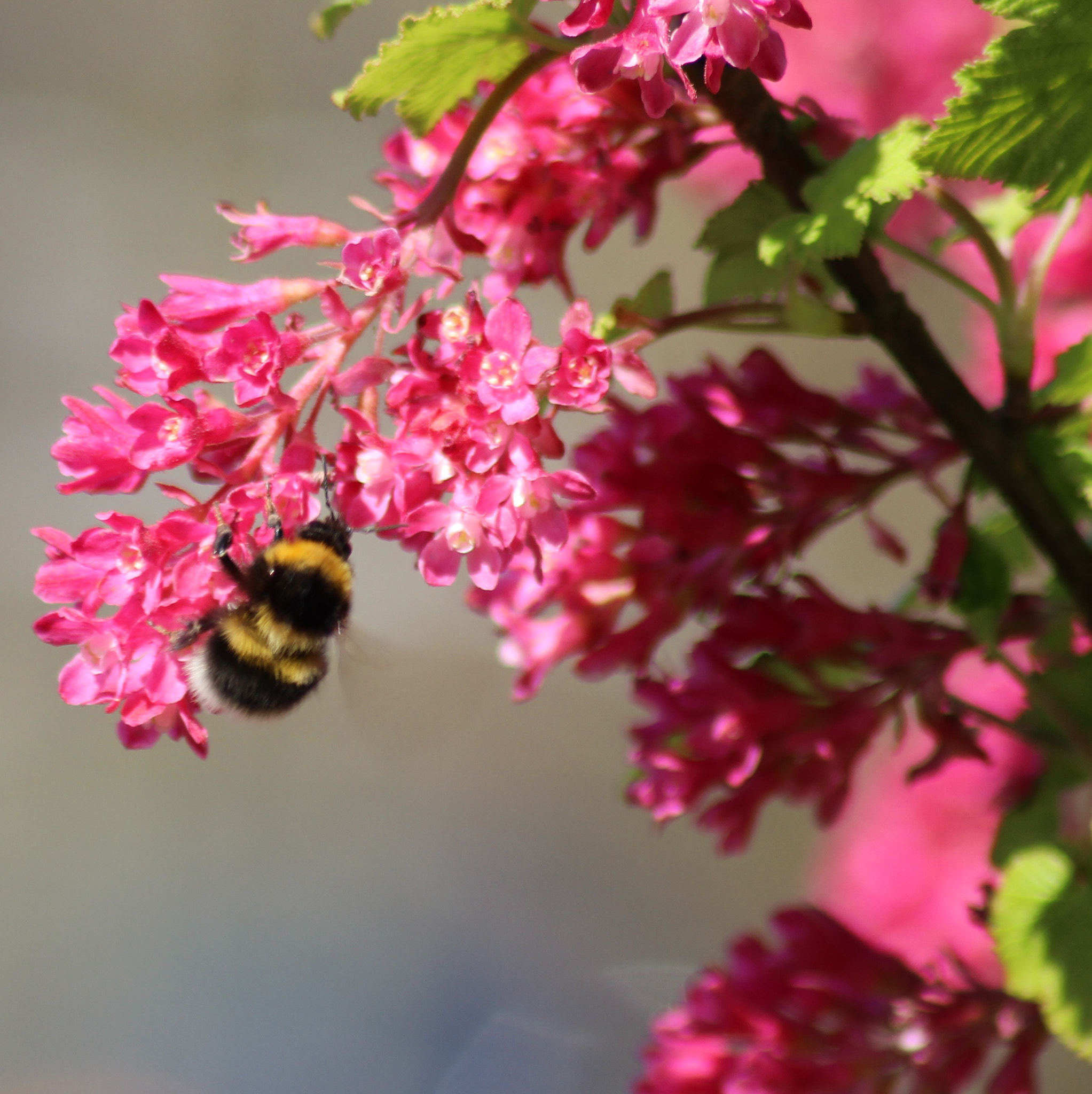 Canon EOS 600D (Rebel EOS T3i / EOS Kiss X5) + Canon 70-300mm sample photo. Pink photography
