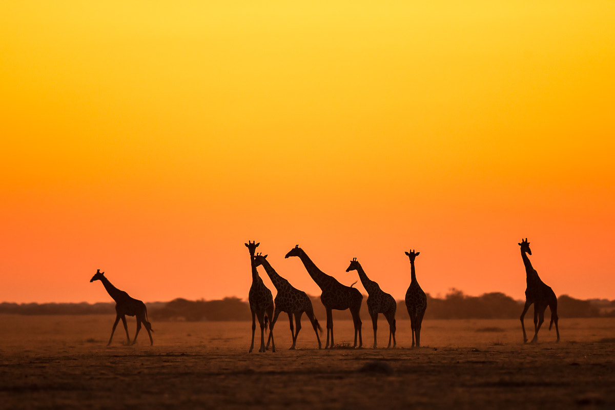 African sunset