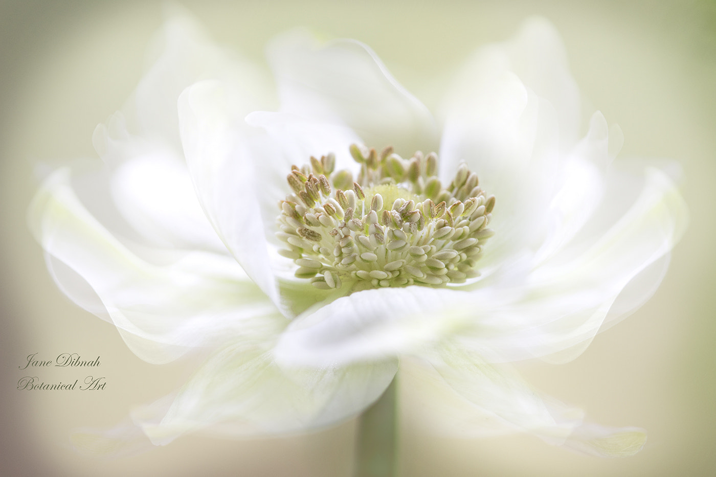 Canon EF 180mm F3.5L Macro USM sample photo. Anemone dream photography