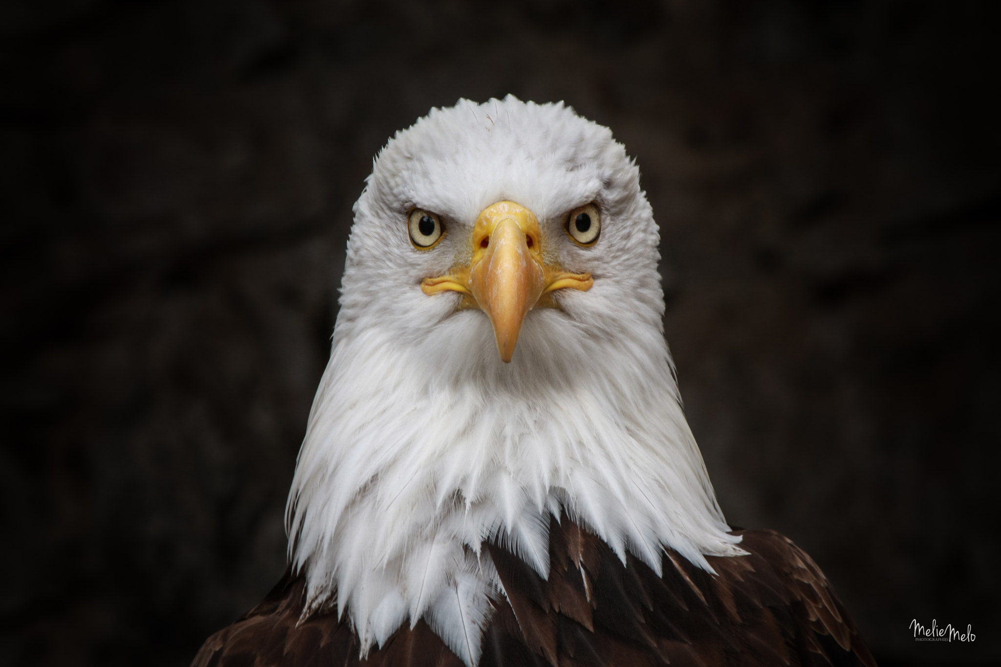 Canon EOS 40D sample photo. Eagle photography