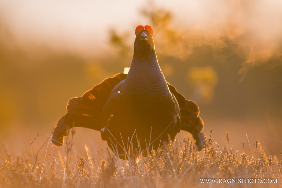 Nikon AF-S Nikkor 300mm F2.8G ED VR II sample photo. Black grouse shouting photography
