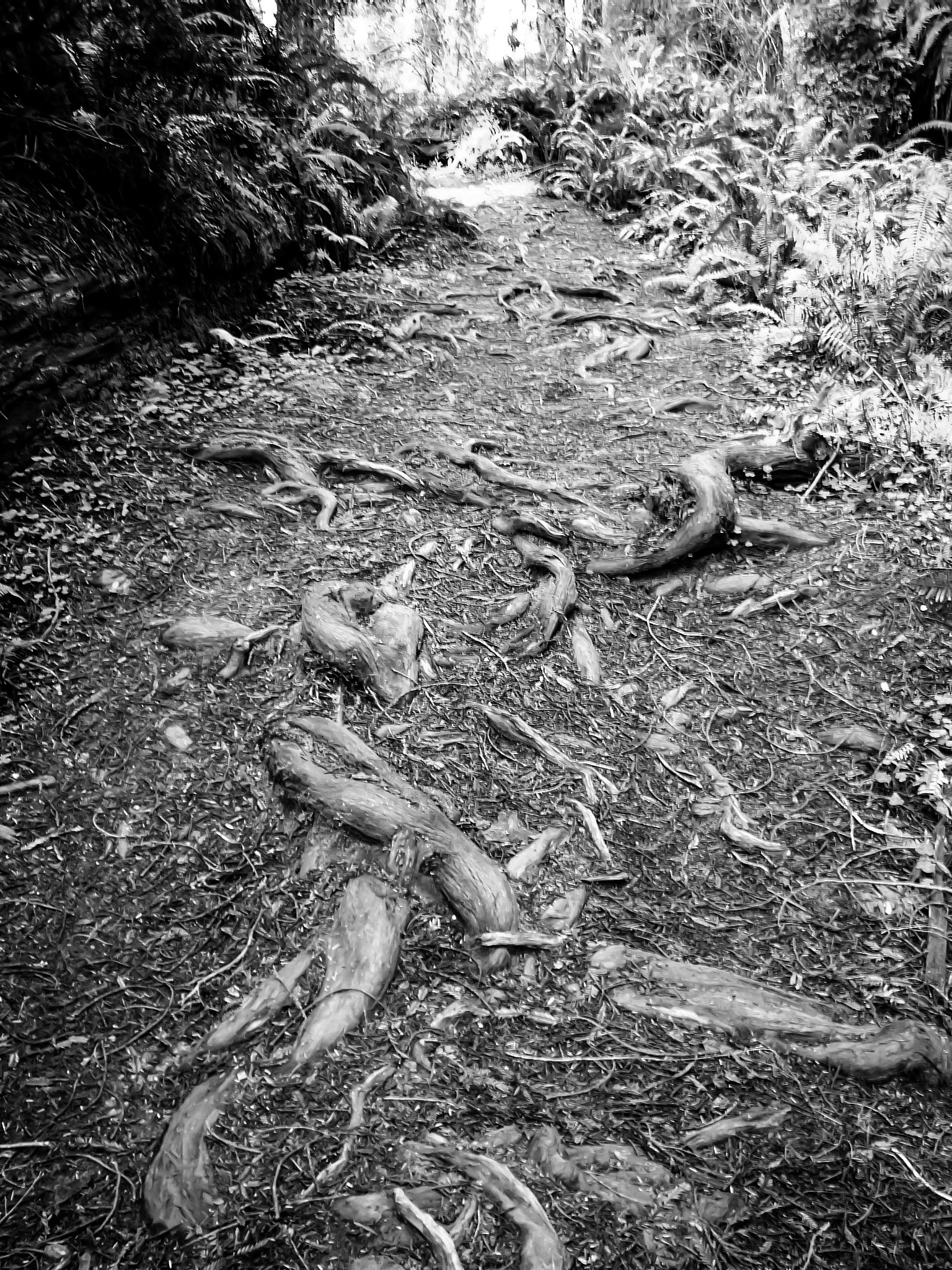 Olympus C5050Z sample photo. Tree roots on path. photography