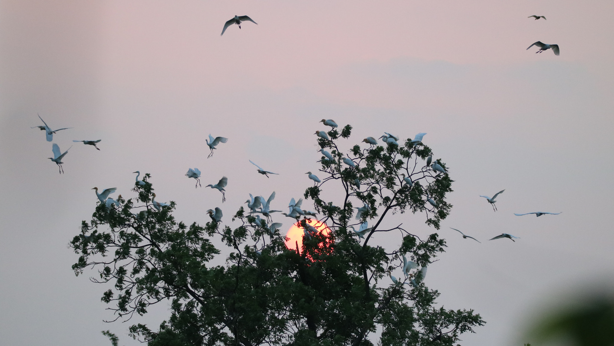 Canon EOS 750D (EOS Rebel T6i / EOS Kiss X8i) sample photo. Hundreds bird back home photography
