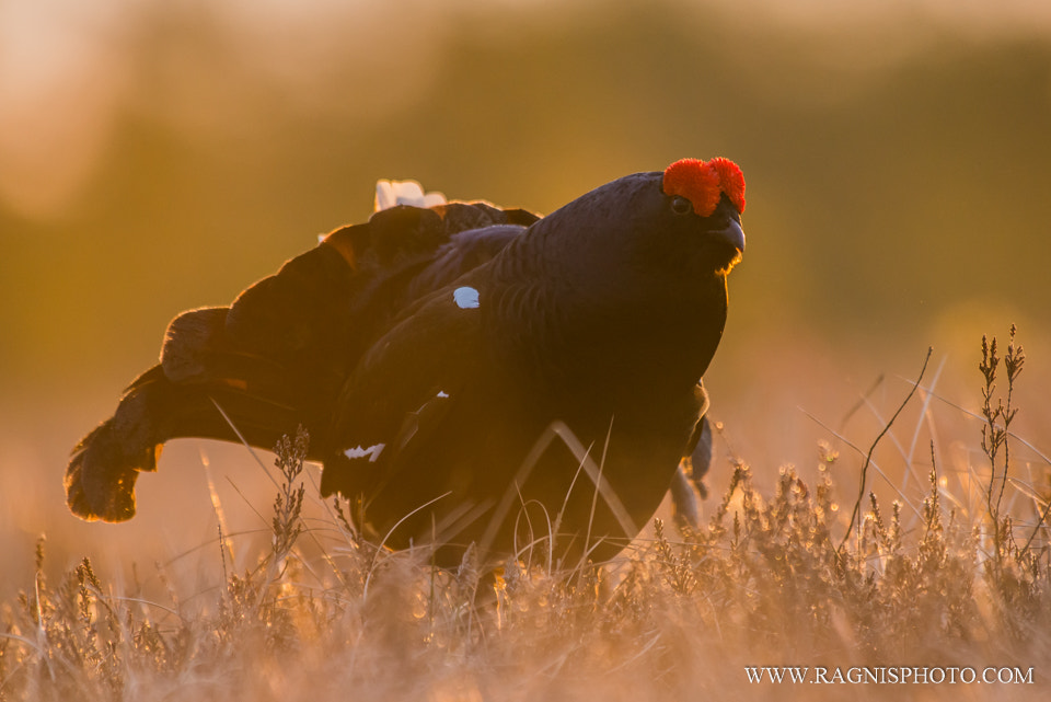 Nikon AF-S Nikkor 300mm F2.8G ED VR II sample photo. Black grouse in the morning light photography