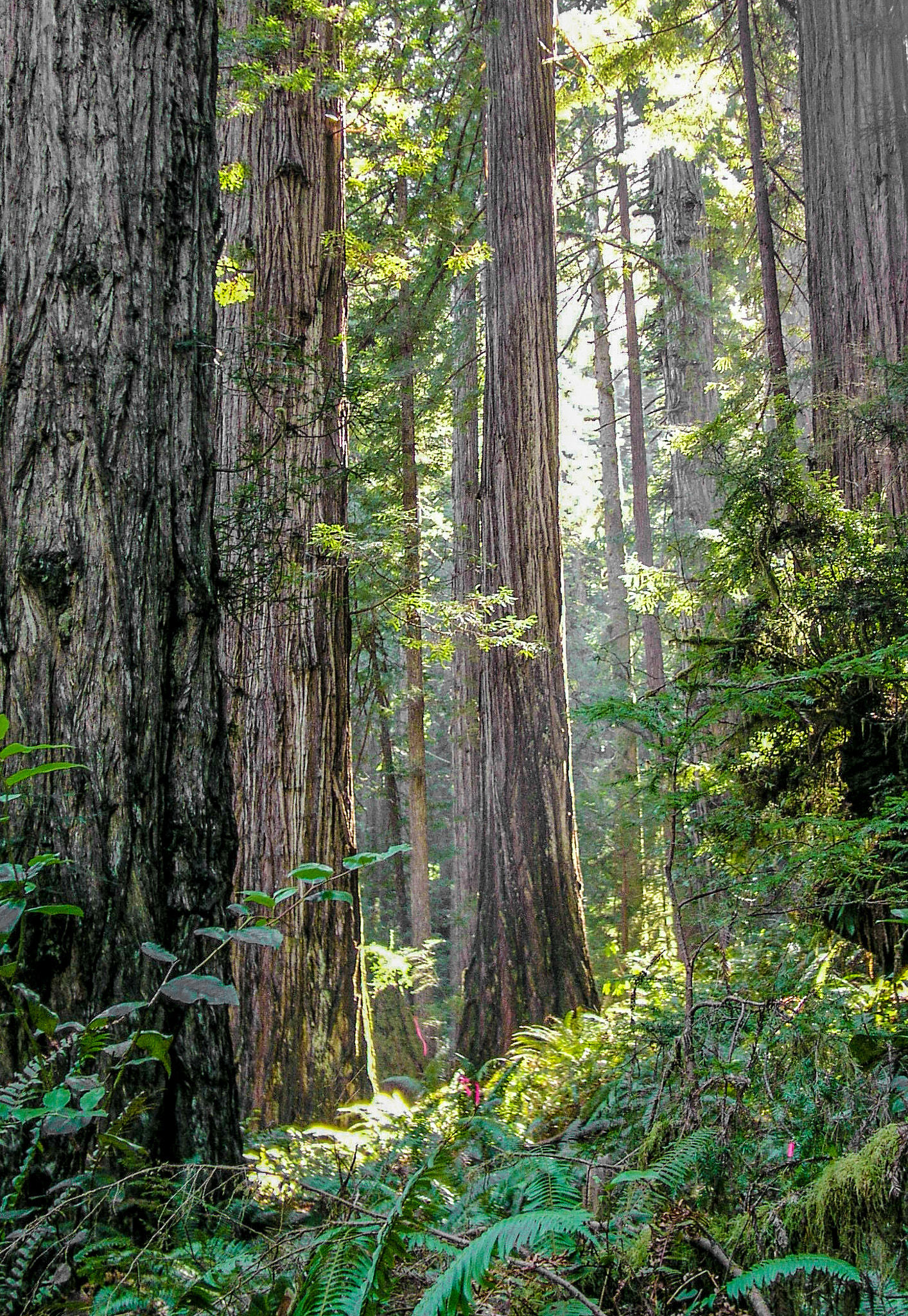 Olympus C5050Z sample photo. California redwoods photography