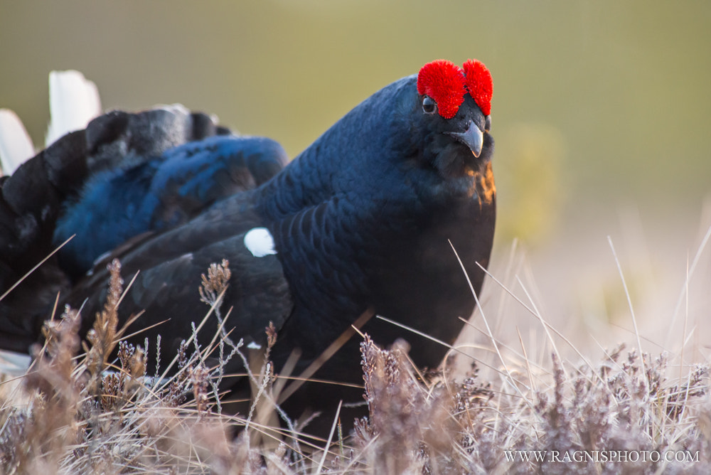 Nikon AF-S Nikkor 300mm F2.8G ED VR II sample photo. Black grouse photography
