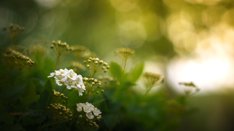 Sony a6000 + Minolta AF 50mm F1.7 sample photo. White wonder photography