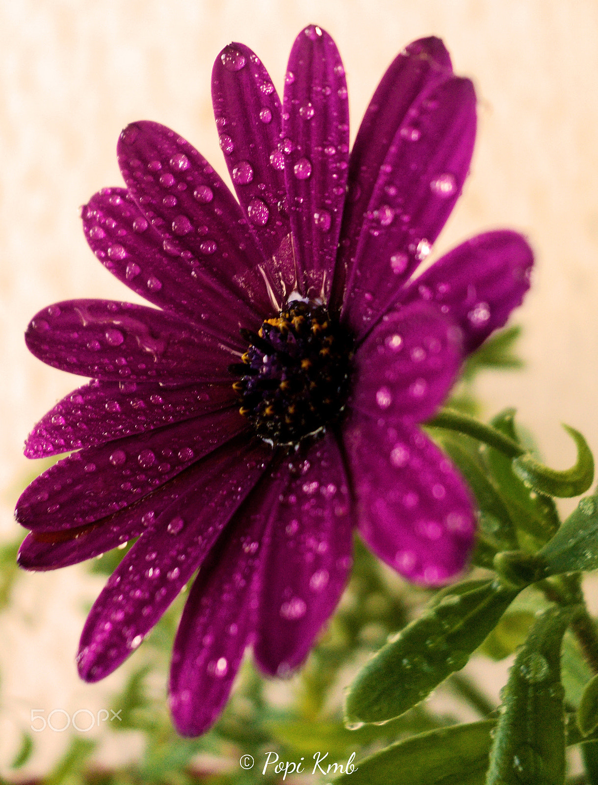 Sony DSC-S2100 sample photo. Purple daisy! photography