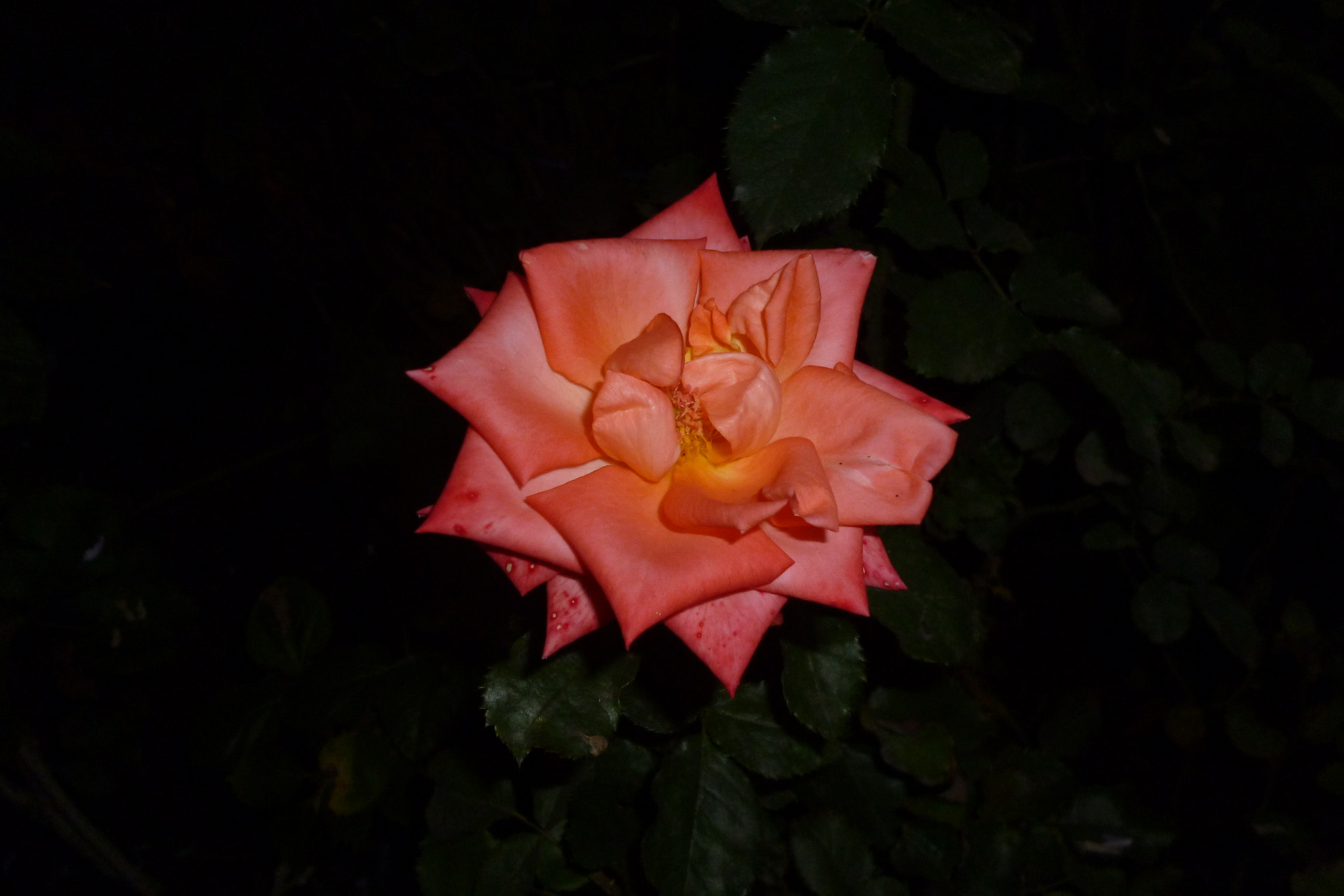 Panasonic DMC-FH2 sample photo. Pink rose at night photography