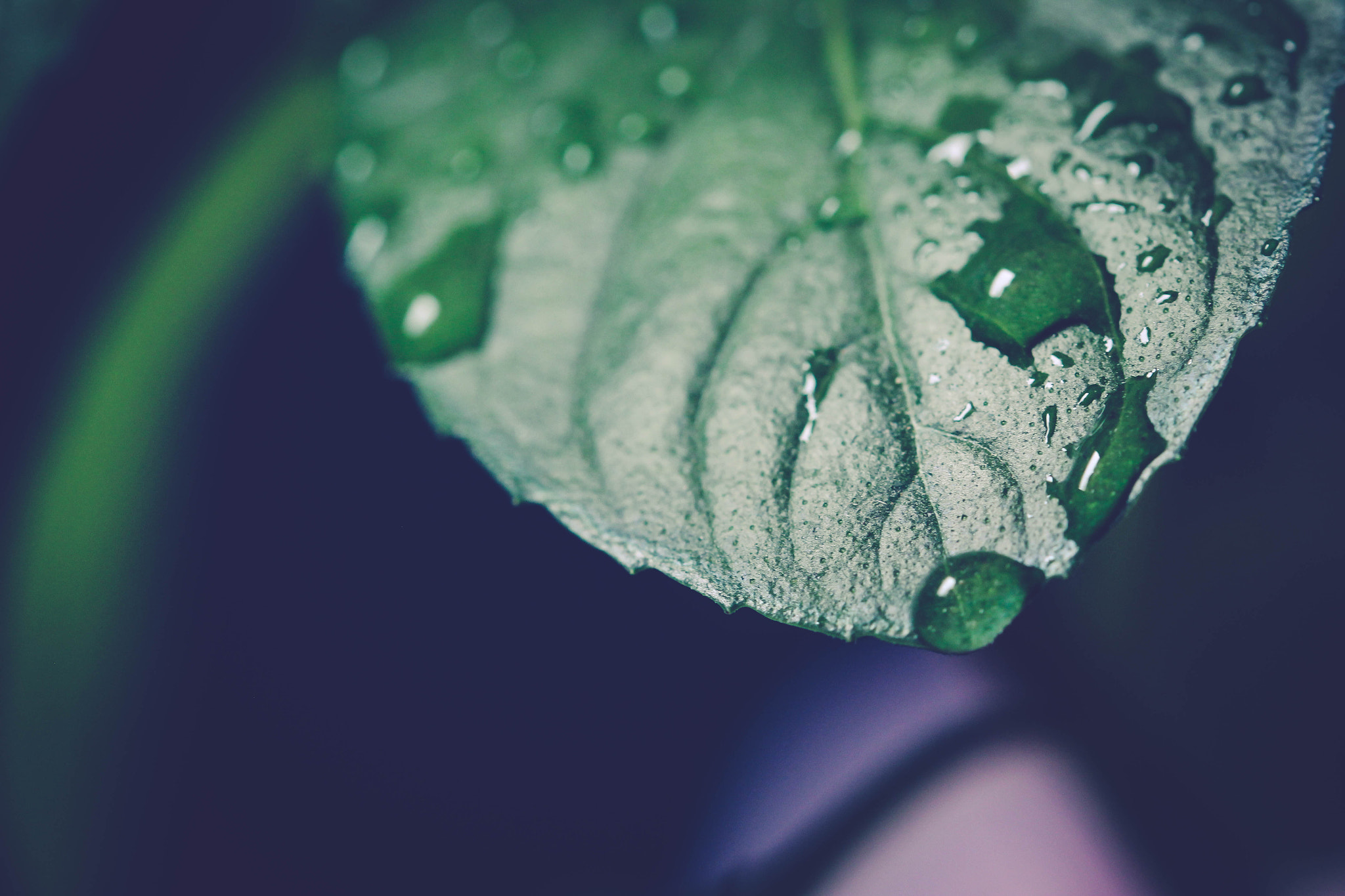Sigma 105mm F2.8 EX DG OS HSM sample photo. Drop photography