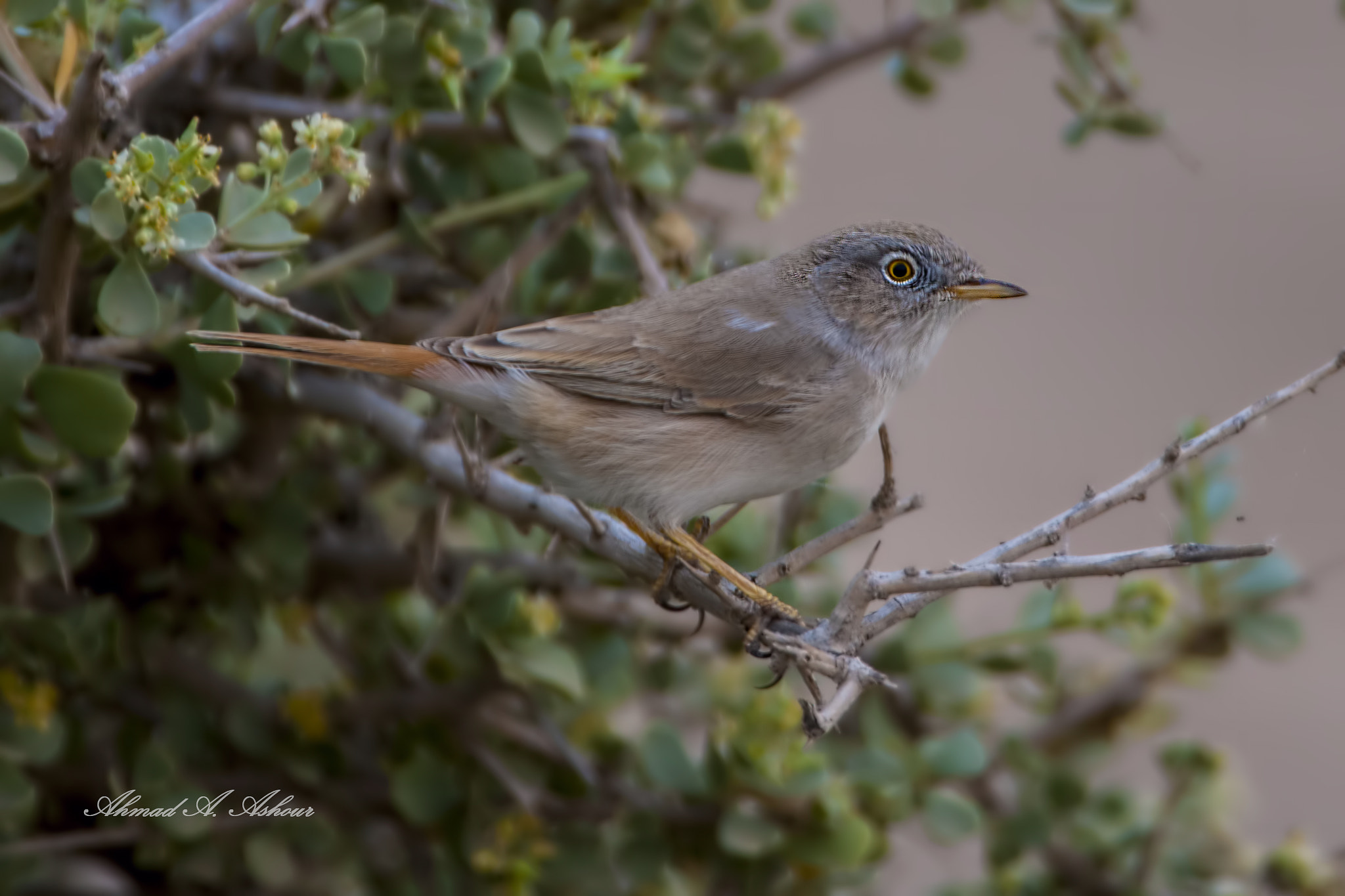Nikon D3X sample photo. Asian desert warbler.  photography