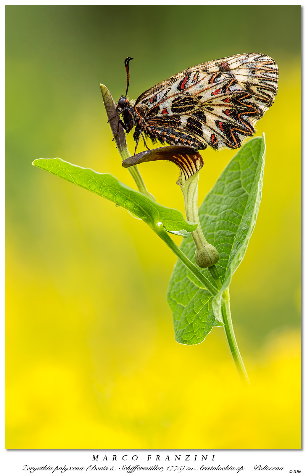 Canon EF 180mm F3.5L Macro USM sample photo. The queen and her throne photography