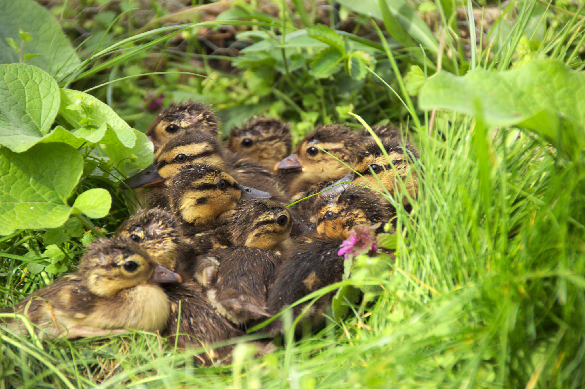 Canon EOS 600D (Rebel EOS T3i / EOS Kiss X5) sample photo. Sunny ducklings photography