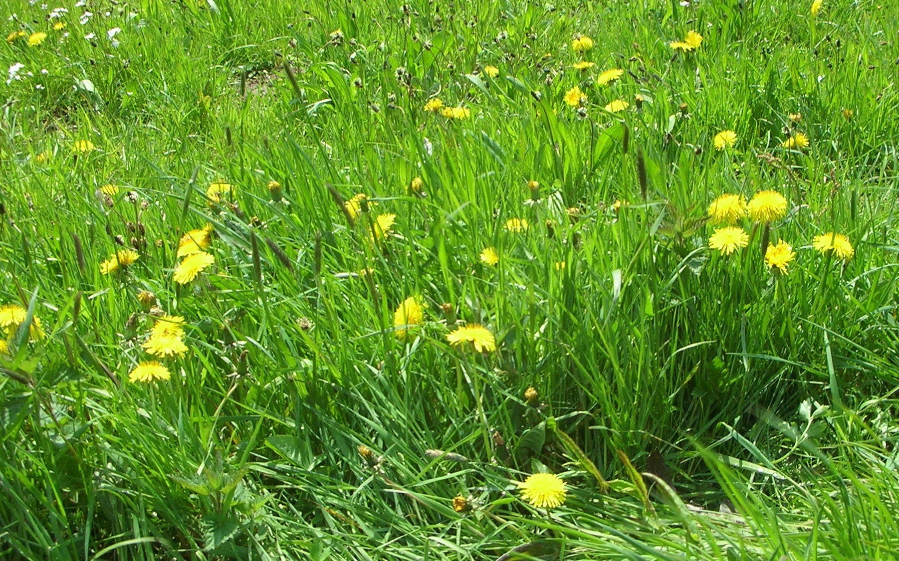 Nikon S1 sample photo. Dandelion meadow photography
