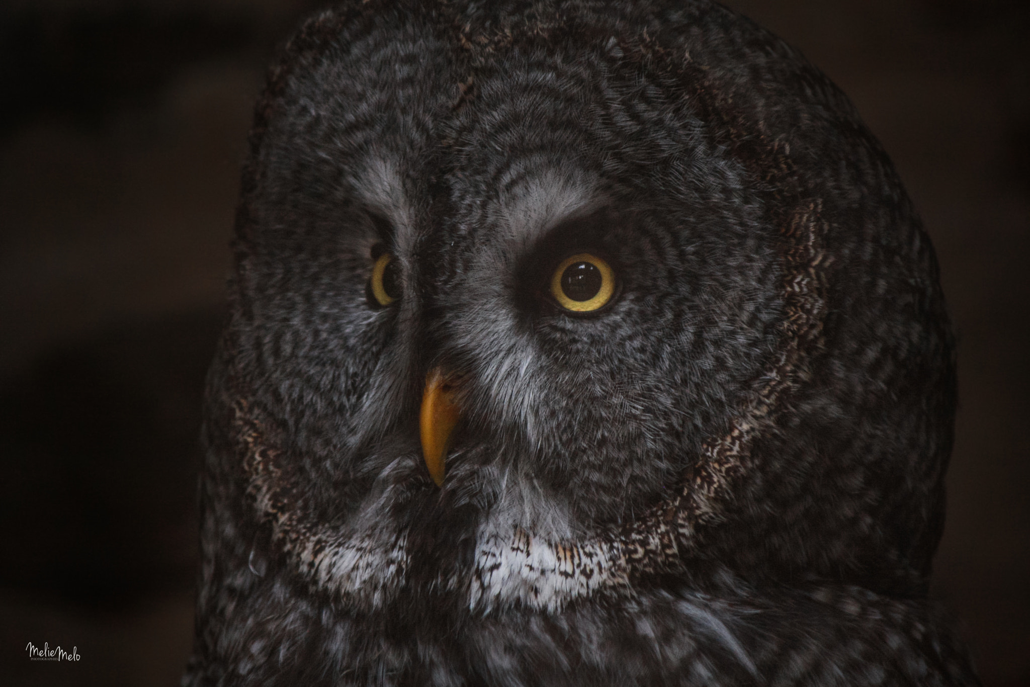 Canon EOS 40D sample photo. Owl photography