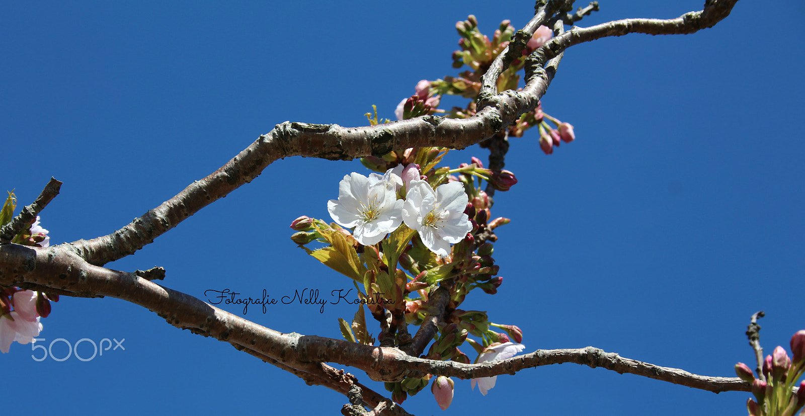 Canon EF-S 18-55mm F3.5-5.6 sample photo. Today photography