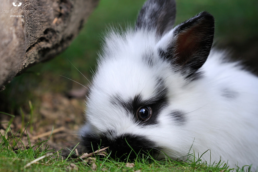 Nikon D3S sample photo. Bunny cuteness photography