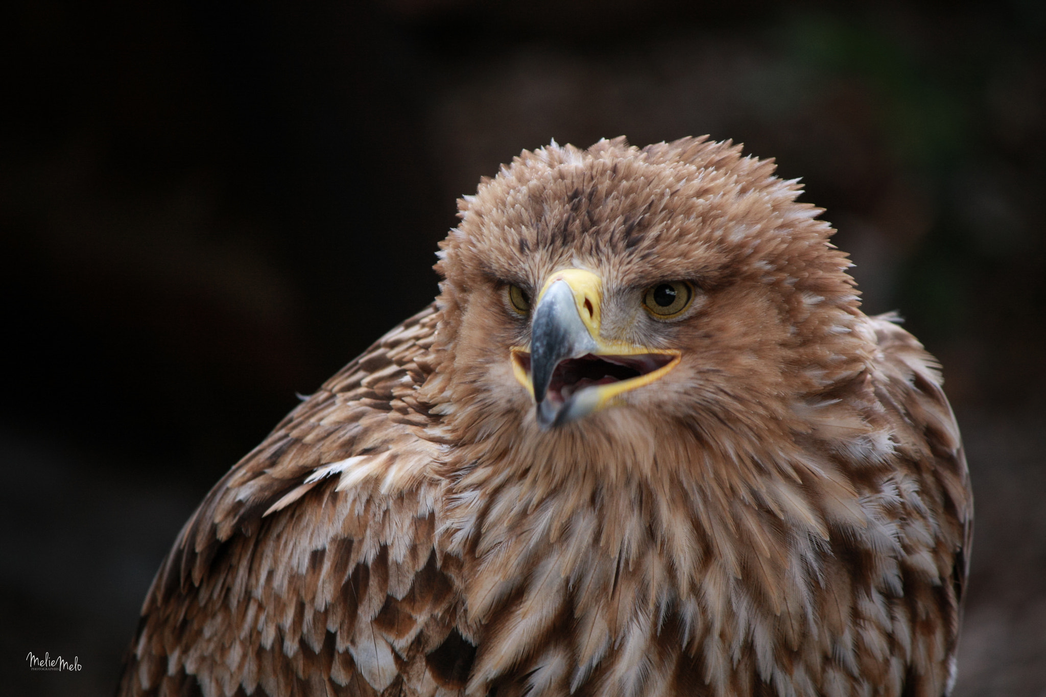 Canon EOS 40D sample photo. Wild photography