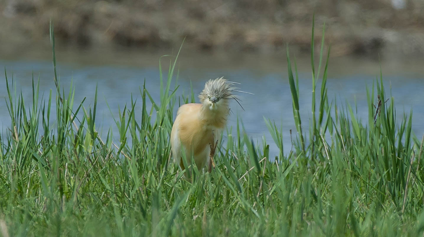 Nikon D3S sample photo. 26126523584.jpg photography