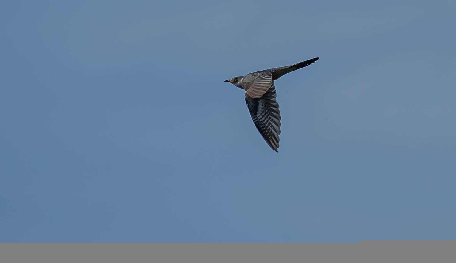 Nikon D3S sample photo. 26126514234.jpg photography