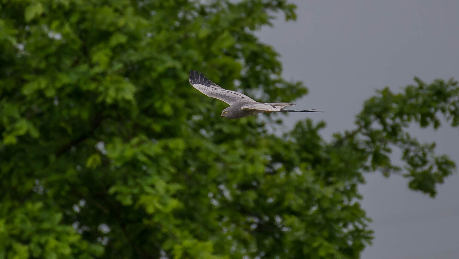 Nikon D3S sample photo. 26085530284.jpg photography