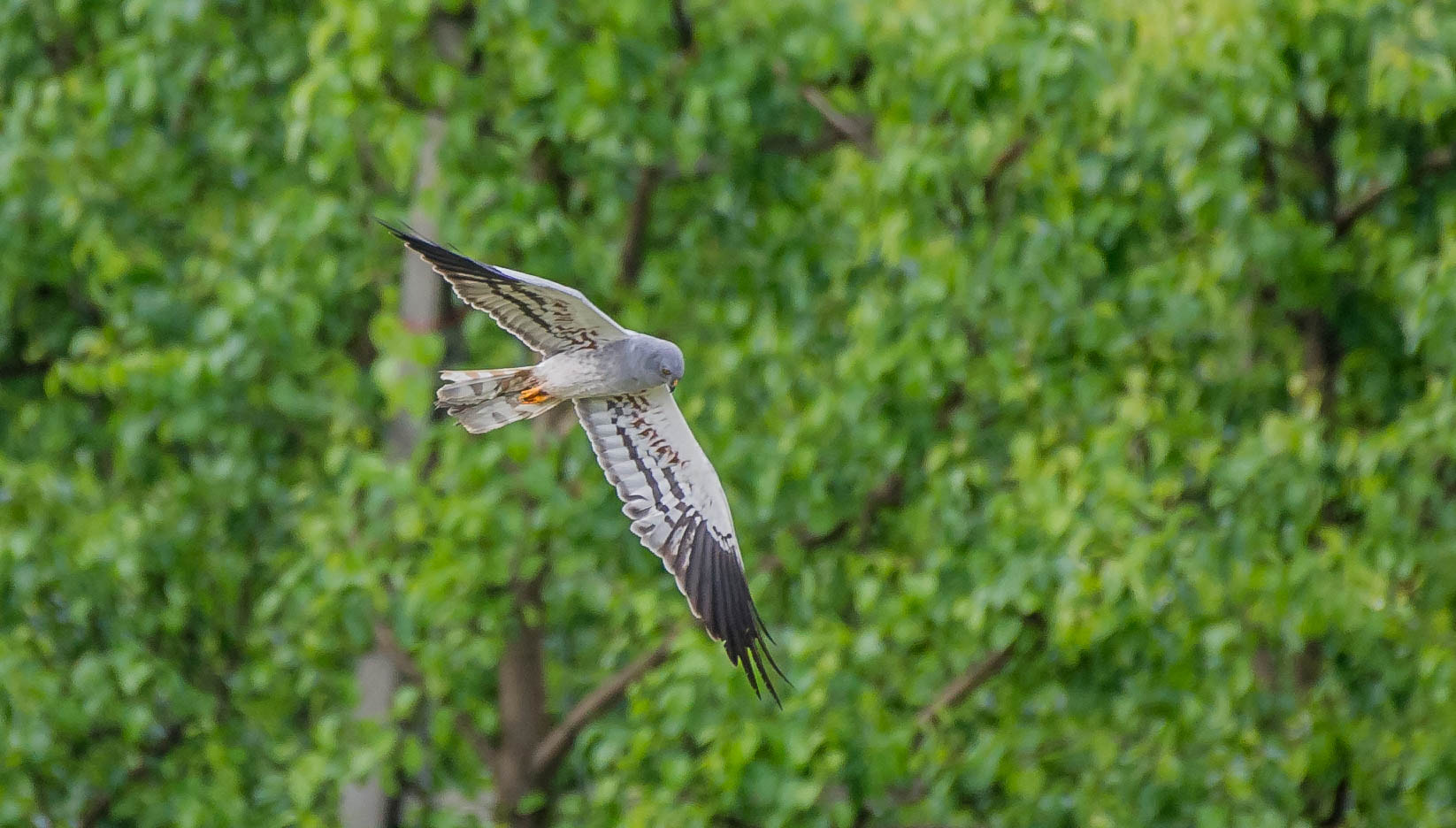 Nikon D3S sample photo. 26087193563.jpg photography