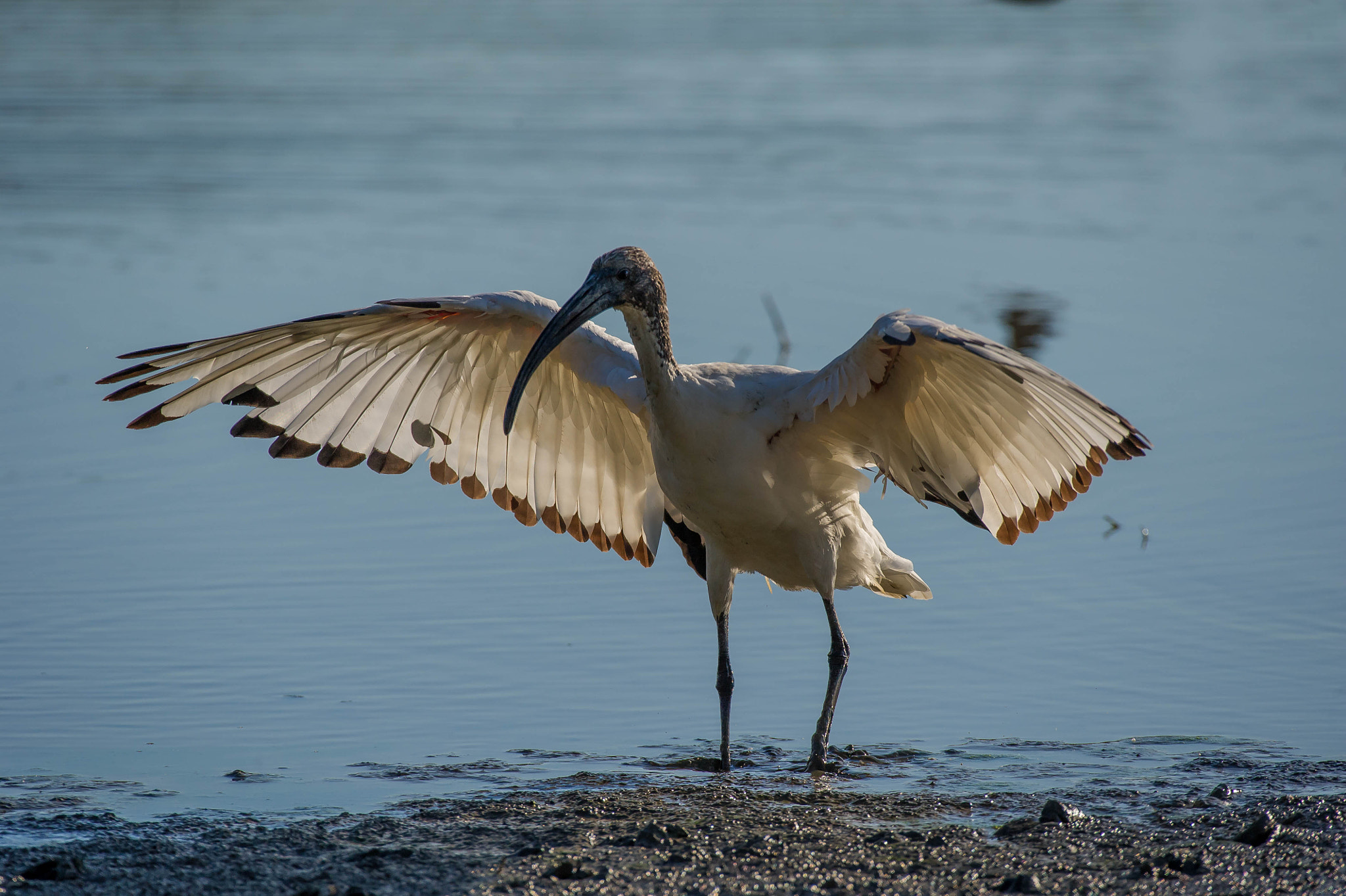 Nikon D3S sample photo. 26691286475.jpg photography