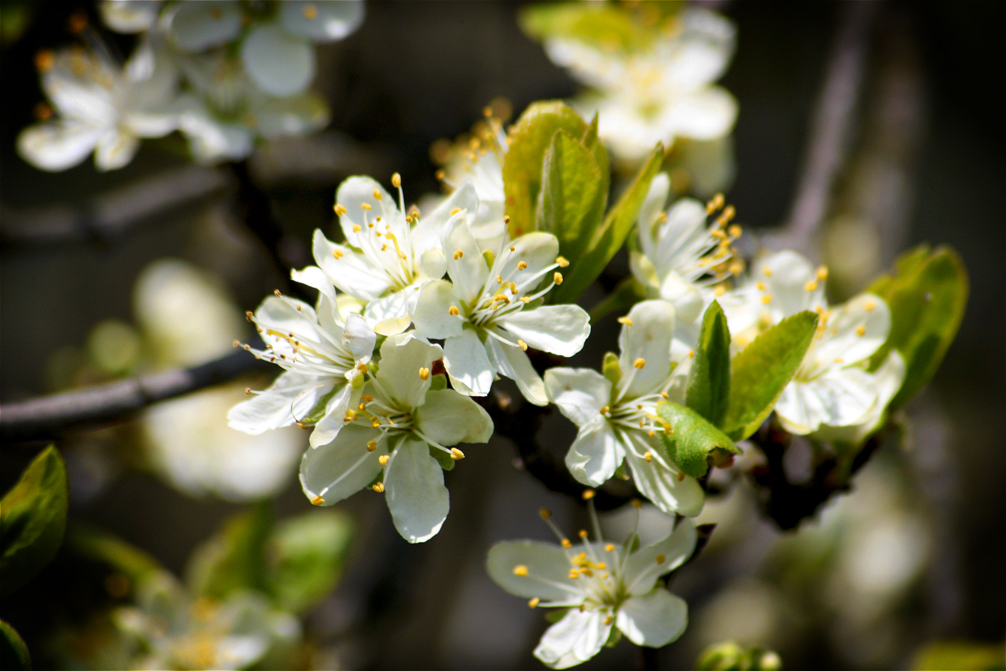 Sigma 70-300mm F4-5.6 APO DG Macro sample photo. Plum blossoms photography