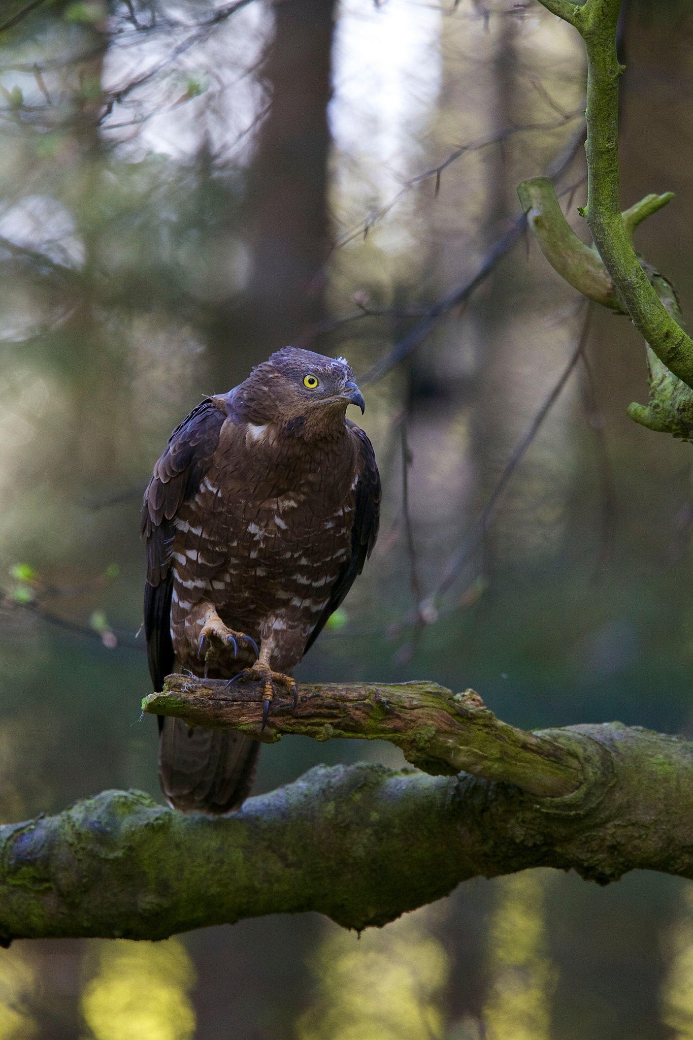 Canon EF 500mm F4L IS II USM sample photo. Im nationalpark bayerischer wald photography